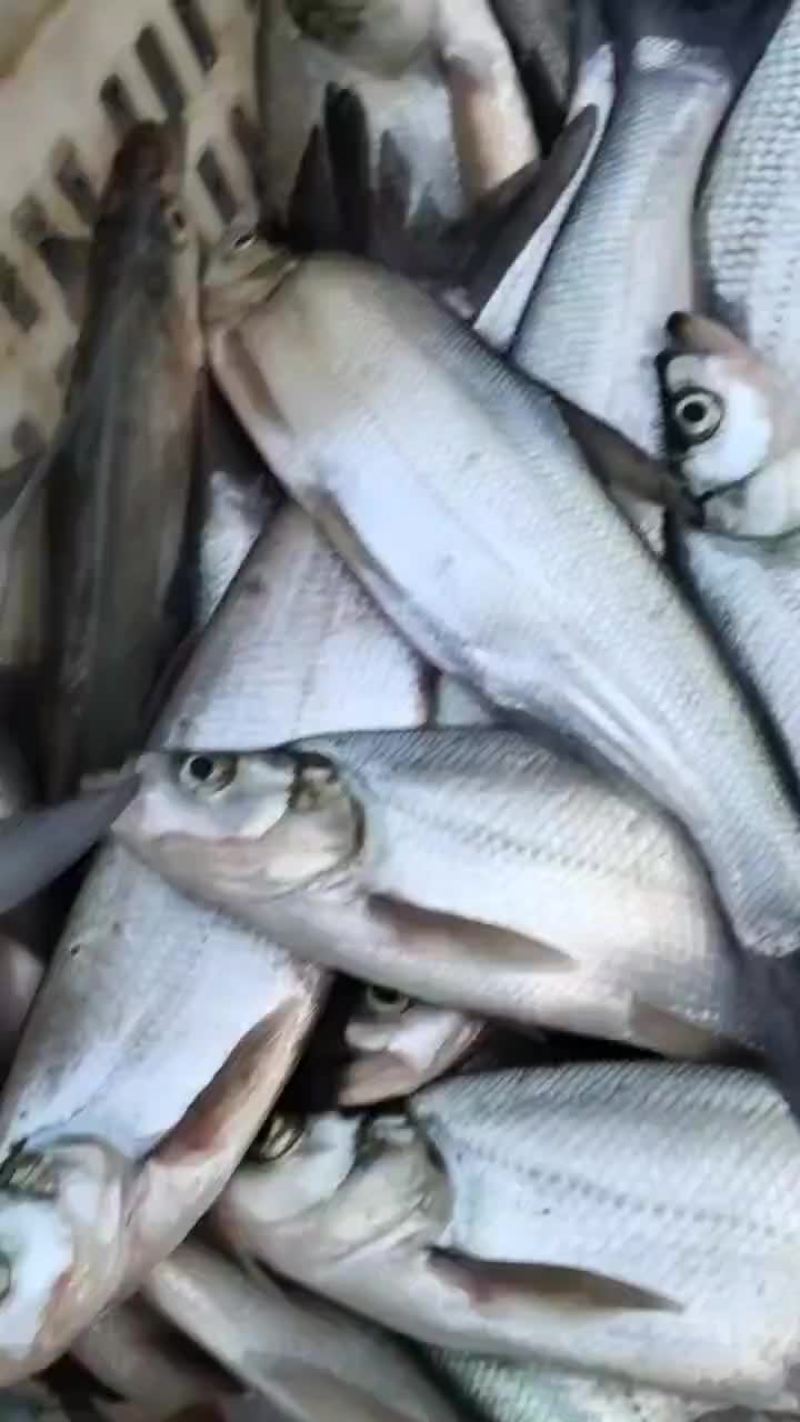 翘嘴鱼，白刁，规格齐全，成鱼鱼苗均有，质量优，下塘无优