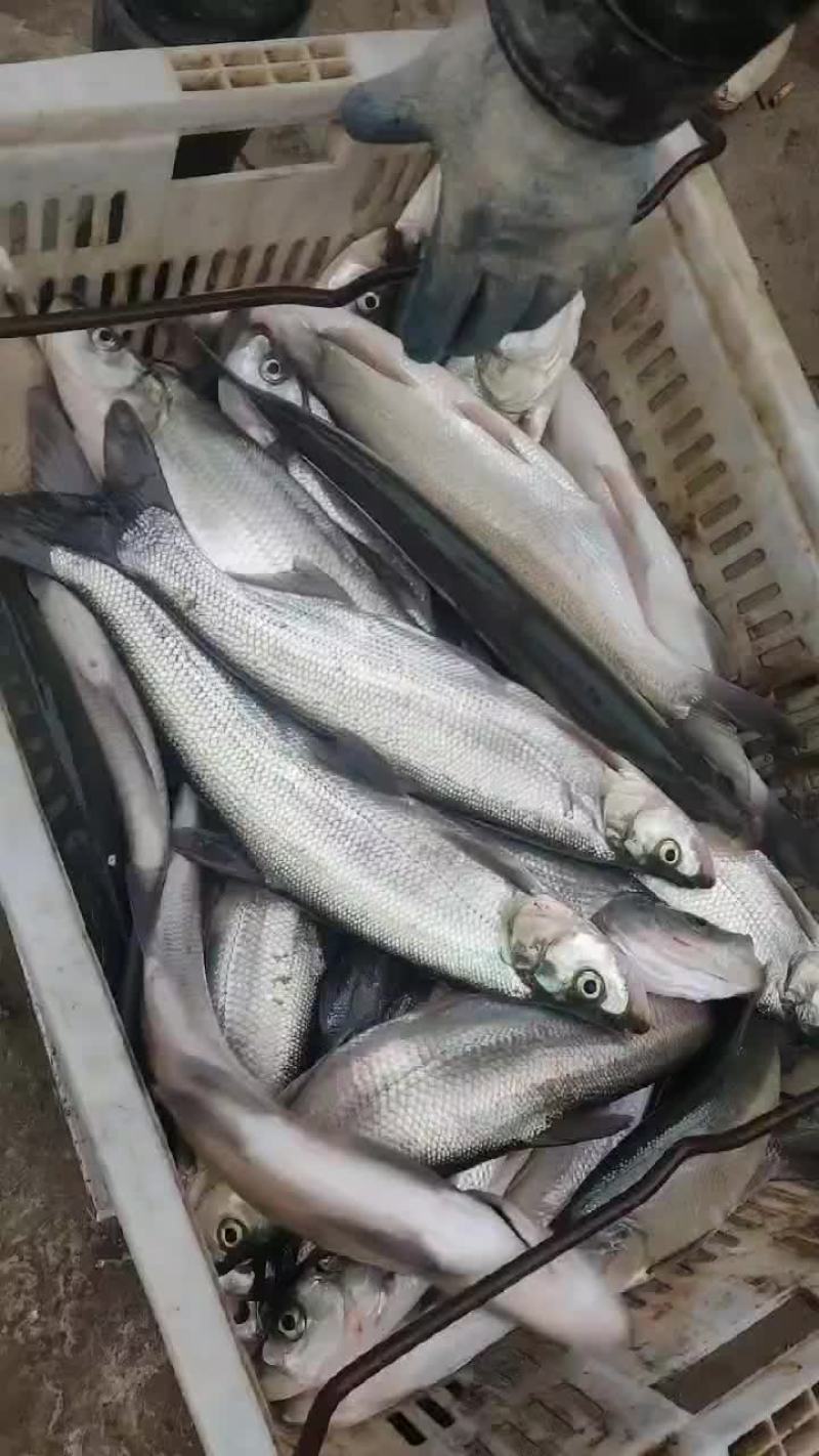 翘嘴鱼，白刁，规格齐全，成鱼鱼苗均有，质量优，下塘无优