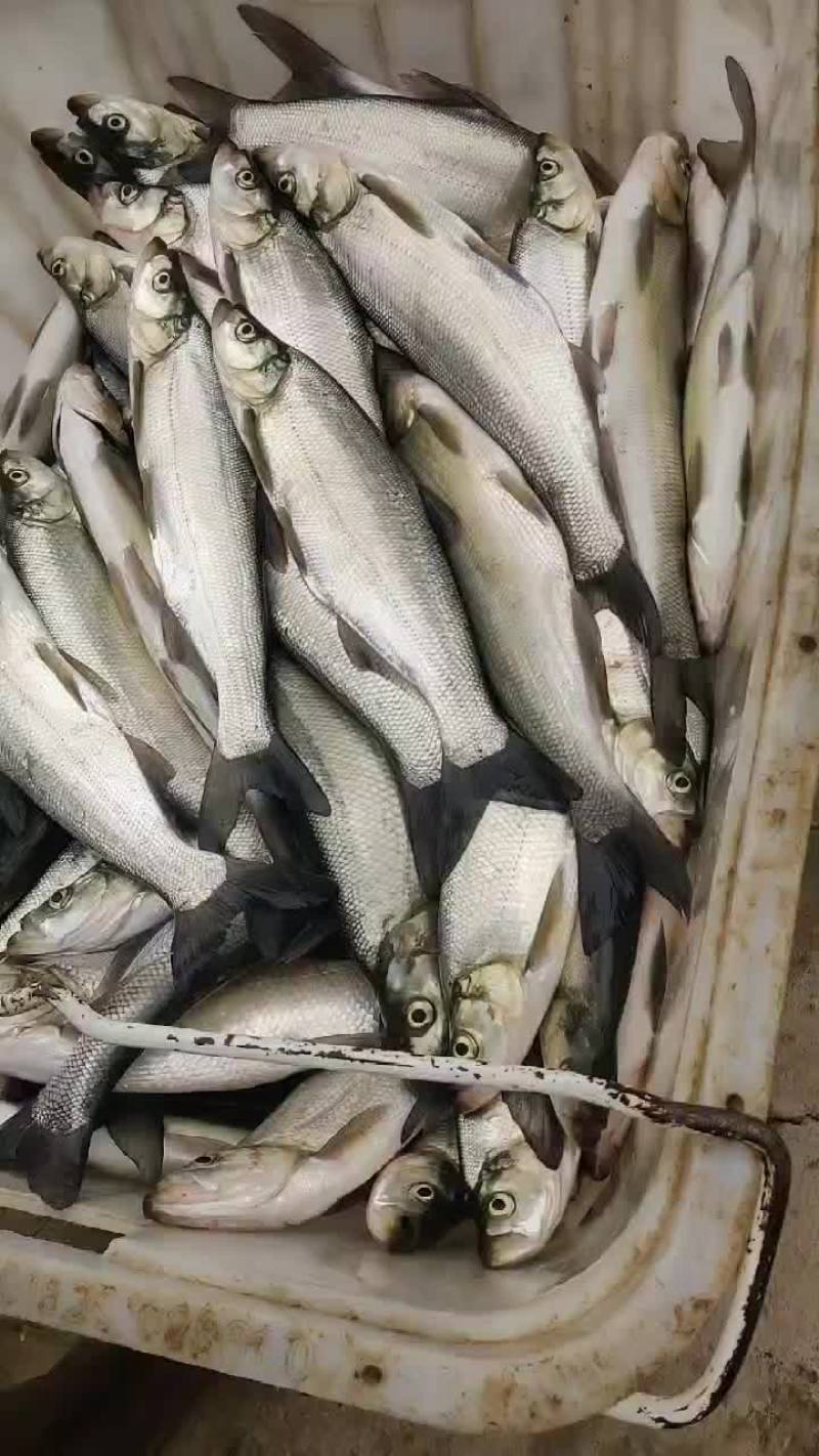 翘嘴鱼，白刁，规格齐全，成鱼鱼苗均有，质量优，下塘无优