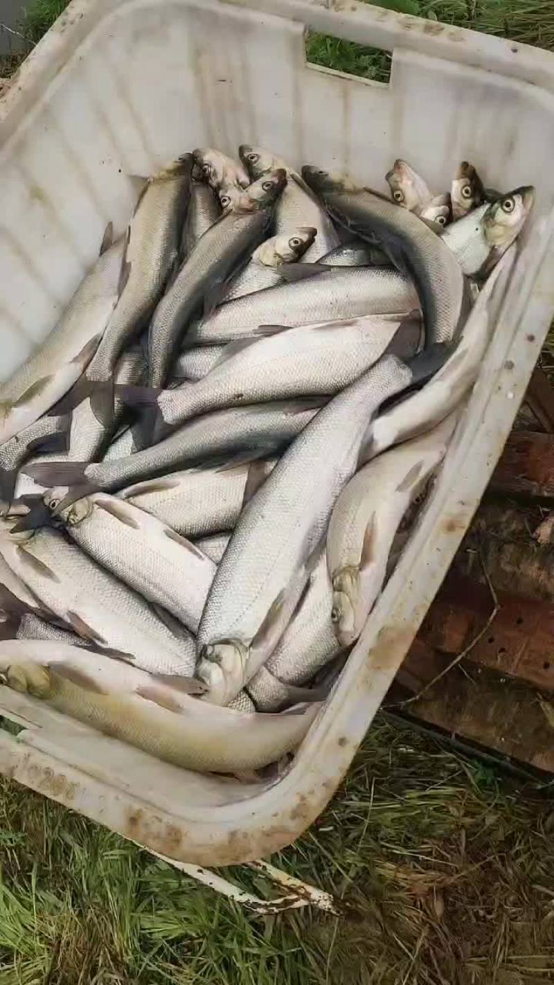 翘嘴鱼，白刁，规格齐全，成鱼鱼苗均有，质量优，下塘无优