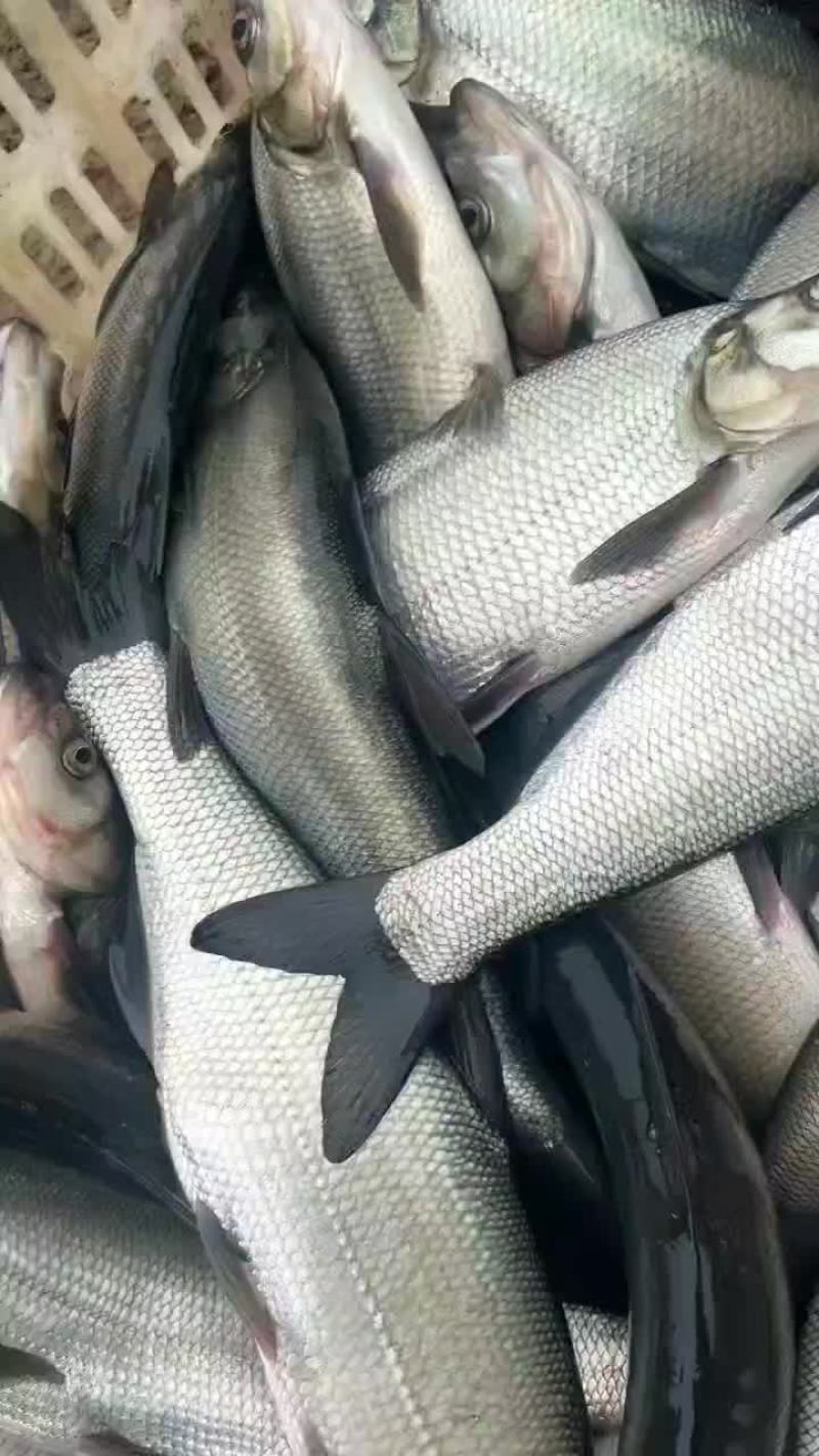 翘嘴鱼，白刁，规格齐全，成鱼鱼苗均有，质量优，下塘无优