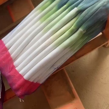 精品铁杆大葱，质量好，里外一样，无细葱，无断葱，货好价低