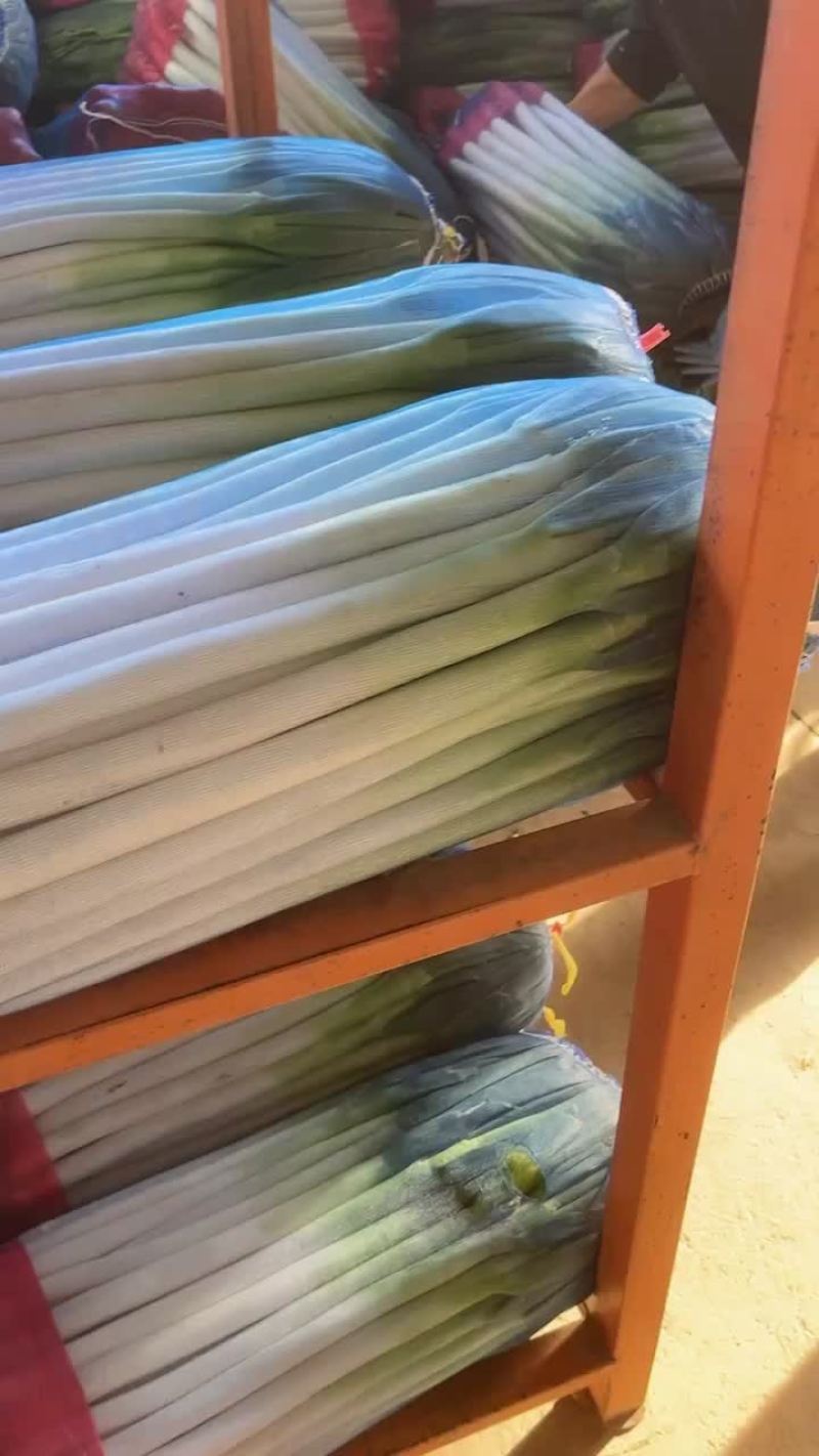精品铁杆大葱，质量好，里外一样，无细葱，无断葱，货好价低