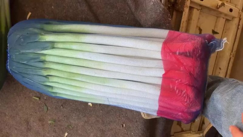 精品铁杆大葱，质量好，里外一样，无细葱，无断葱，货好价低