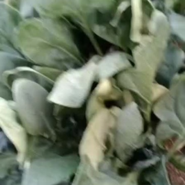 大荔县菠菜