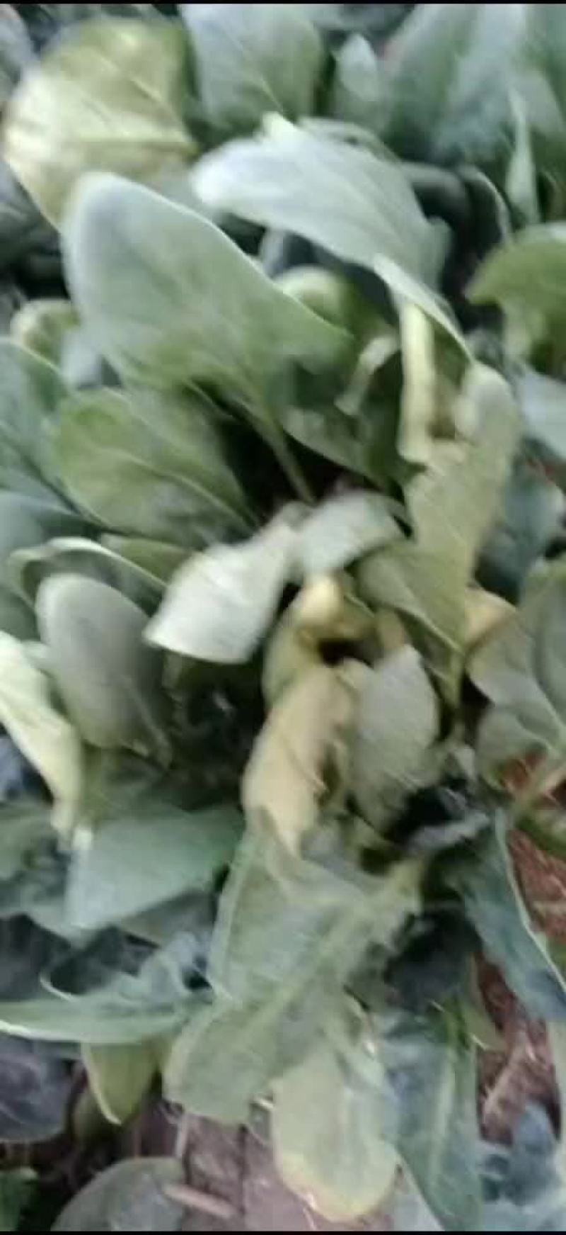 大荔县菠菜