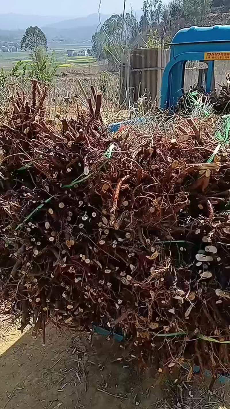 金雀花