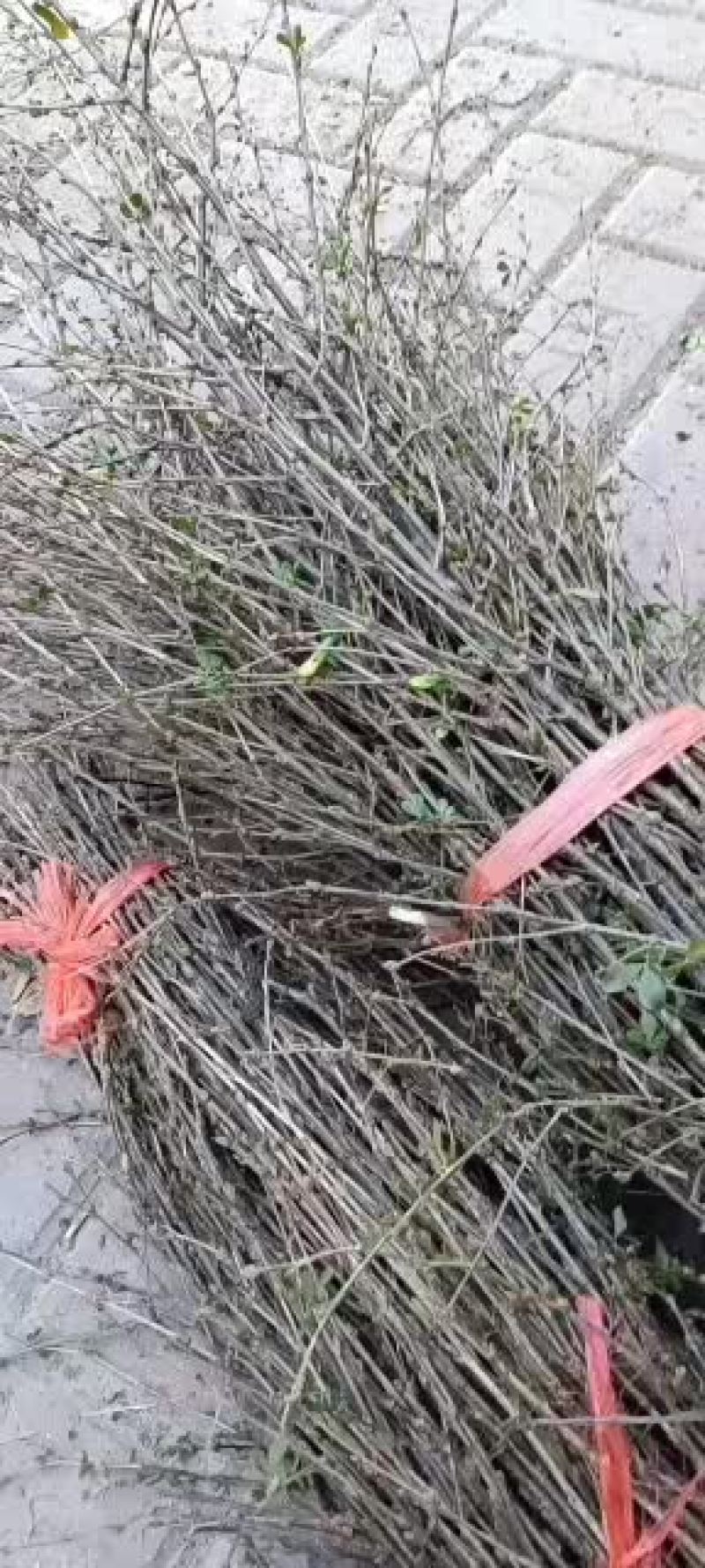 金雀花