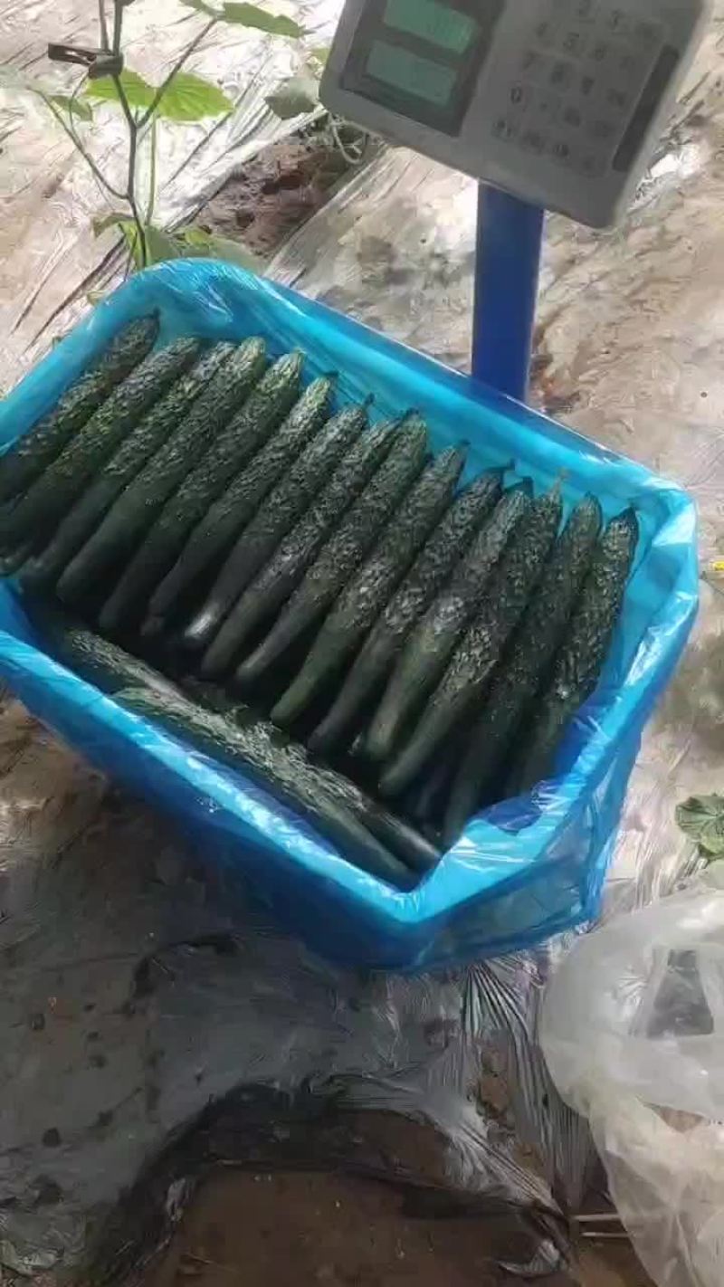 黄瓜河北石家庄藁城张名甫黄瓜