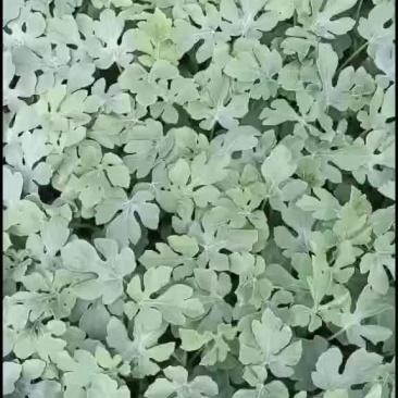 美都西瓜苗，自生苗，自己种植。