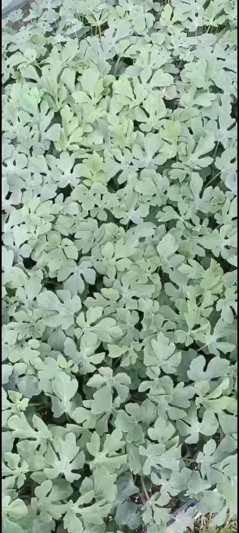 美都西瓜苗，自生苗，自己种植。