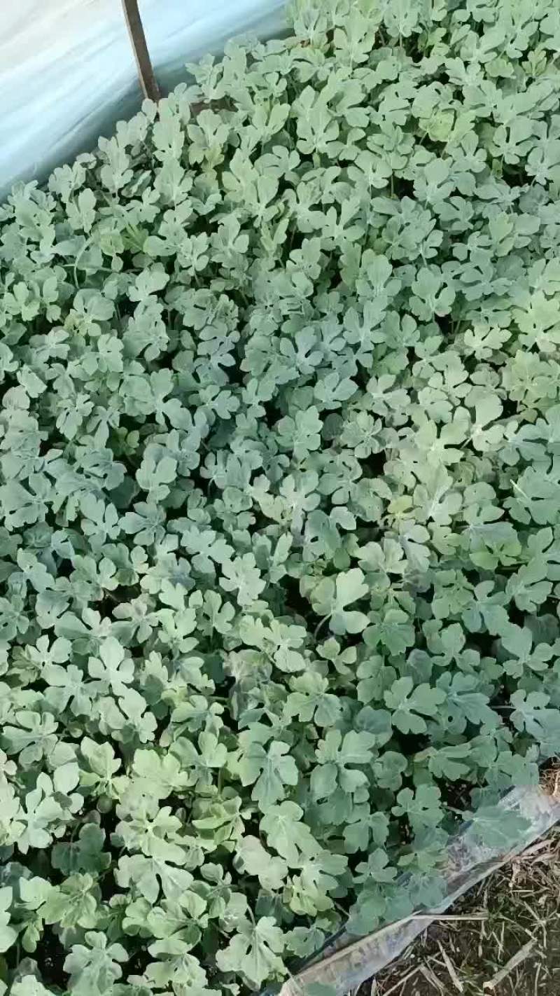 美都西瓜苗，自生苗，自己种植。
