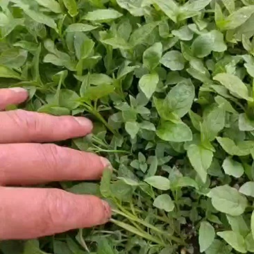 红果参种苗基地批发