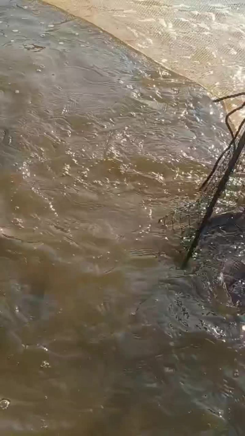 淡水罗非鱼