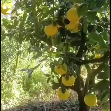 葡萄柚，鲜货树上果