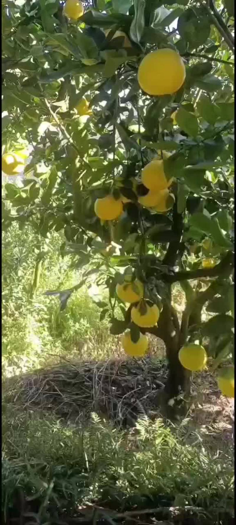 葡萄柚，鲜货树上果