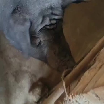 正宗土黑猪肉