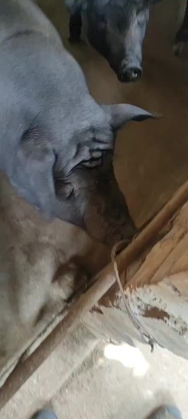 正宗土黑猪肉