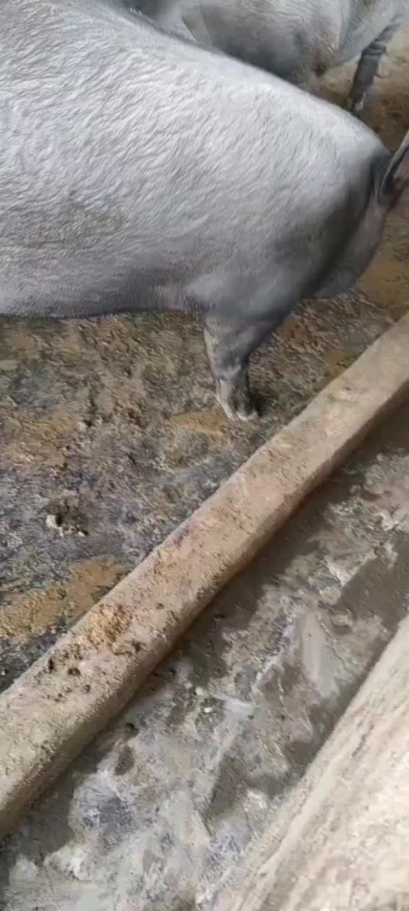 农村土养黑猪