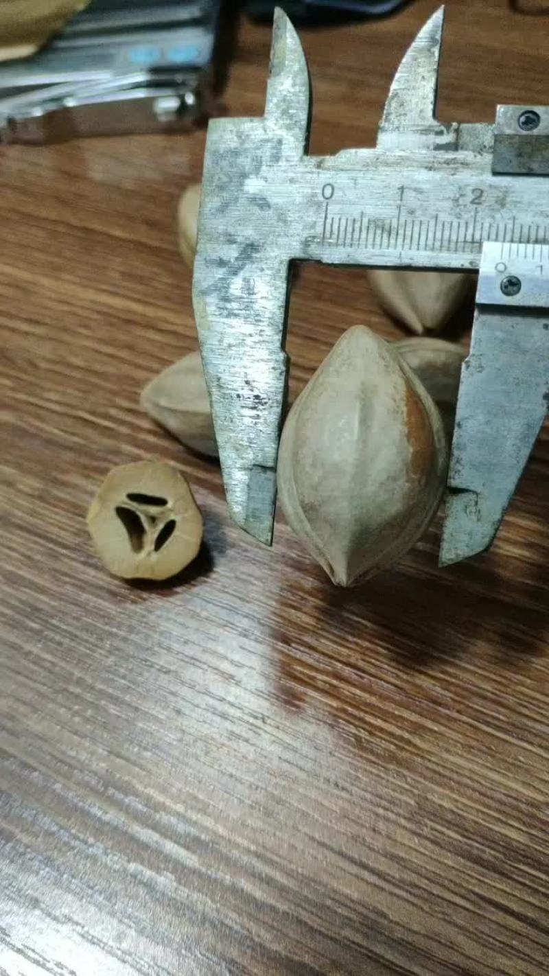 罗定市新乐大头核