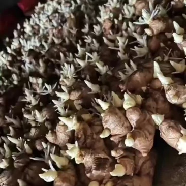 姜种价格山东姜种批发价格