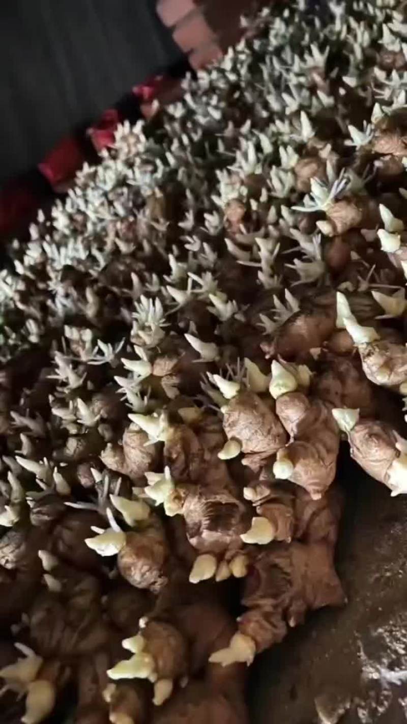 姜种价格山东姜种批发价格