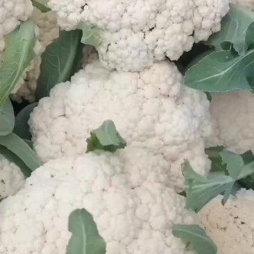 散花菜质量好