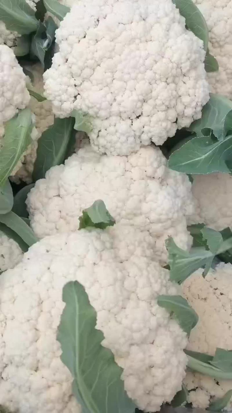 散花菜质量好
