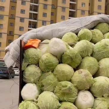库存精选大白菜
