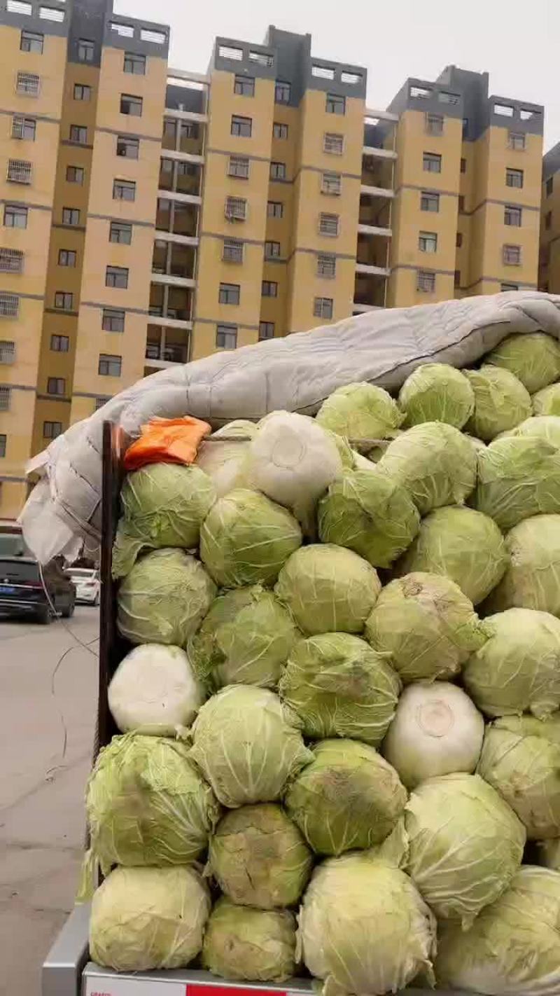 库存精选大白菜