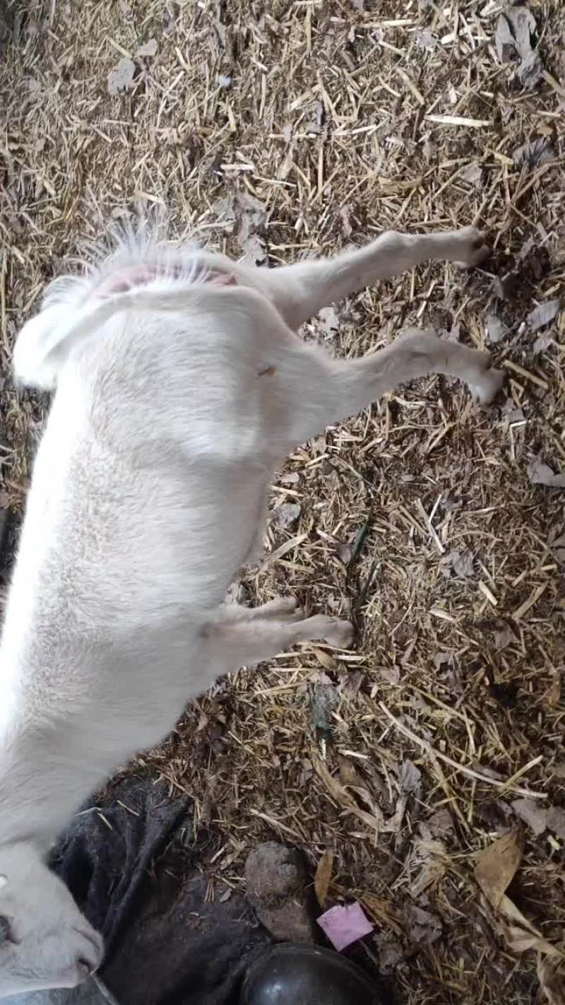萨能奶山羊