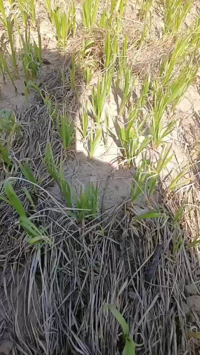 知母苗