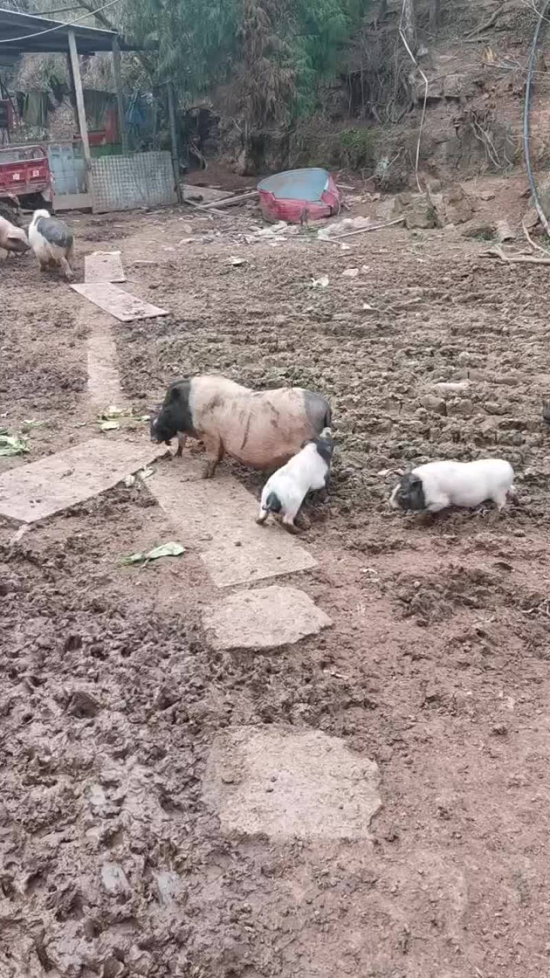 猪之香