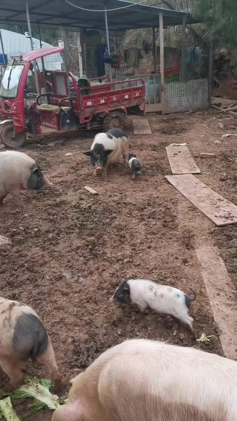 猪之香