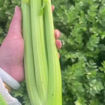 嫩西芹大量上市无泡杆子无麻叶