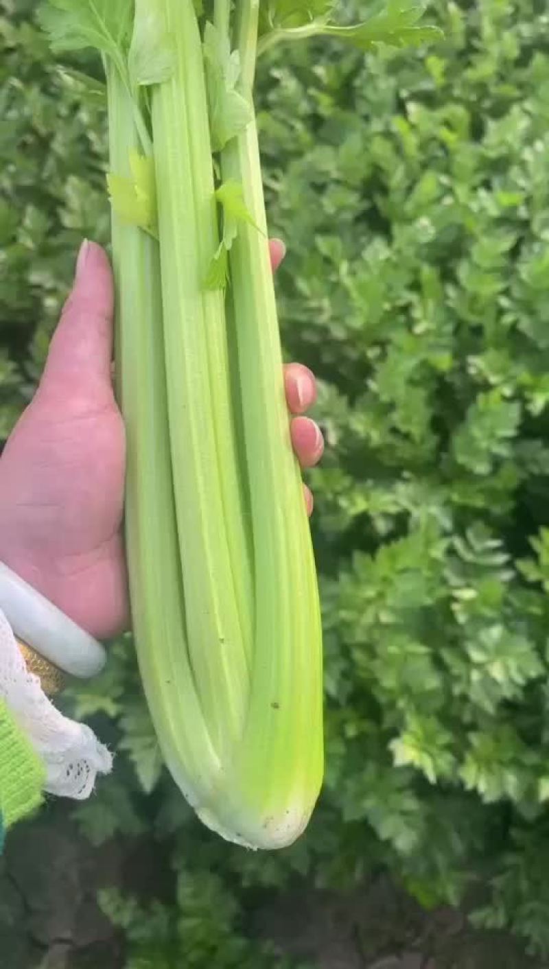 嫩西芹大量上市无泡杆子无麻叶