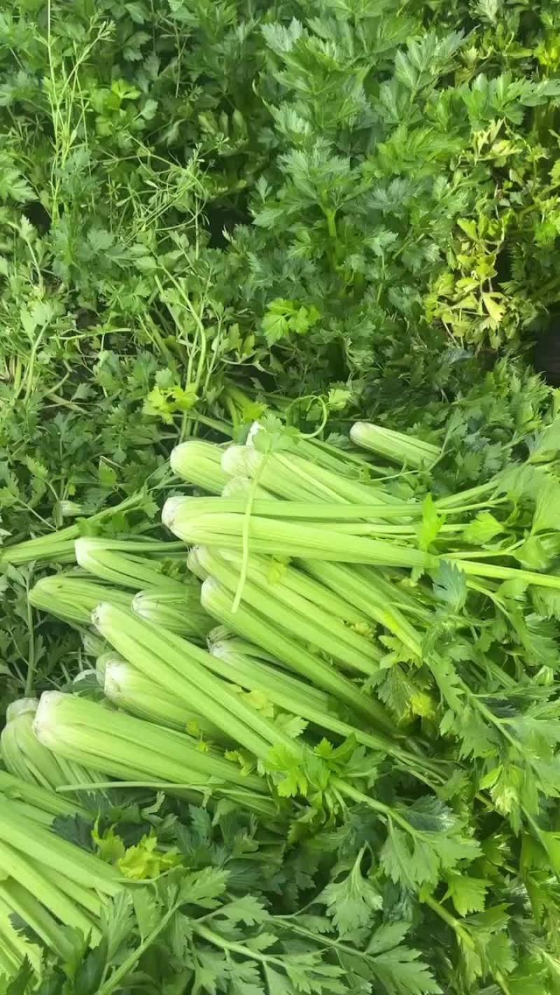 嫩西芹大量上市无泡杆子无麻叶