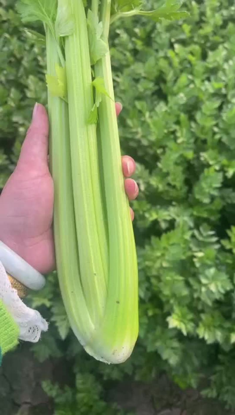 嫩西芹大量上市无泡杆子无麻叶