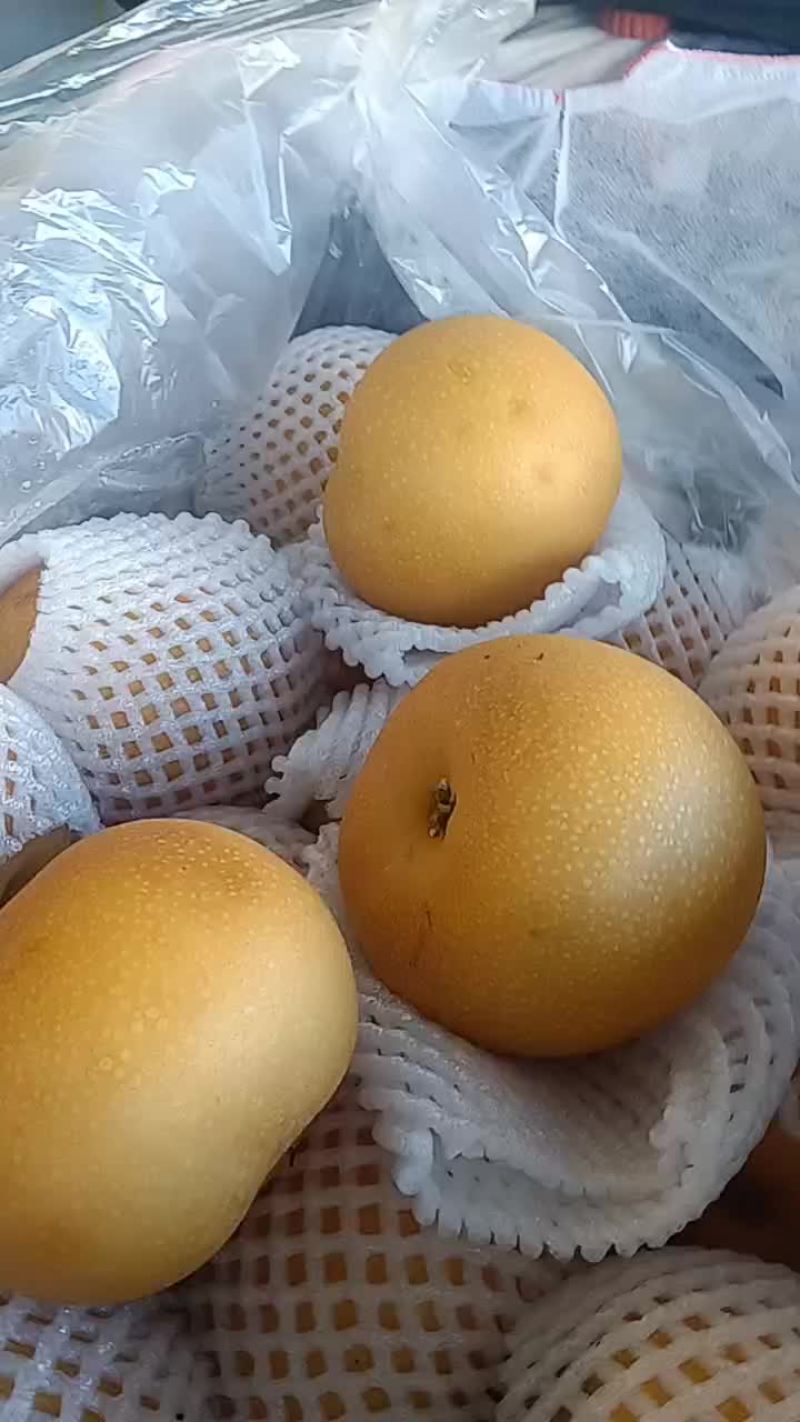 秋月梨，个头六两到八两的，口感脆甜孑