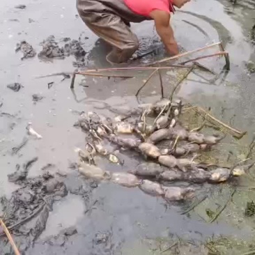 莲藕