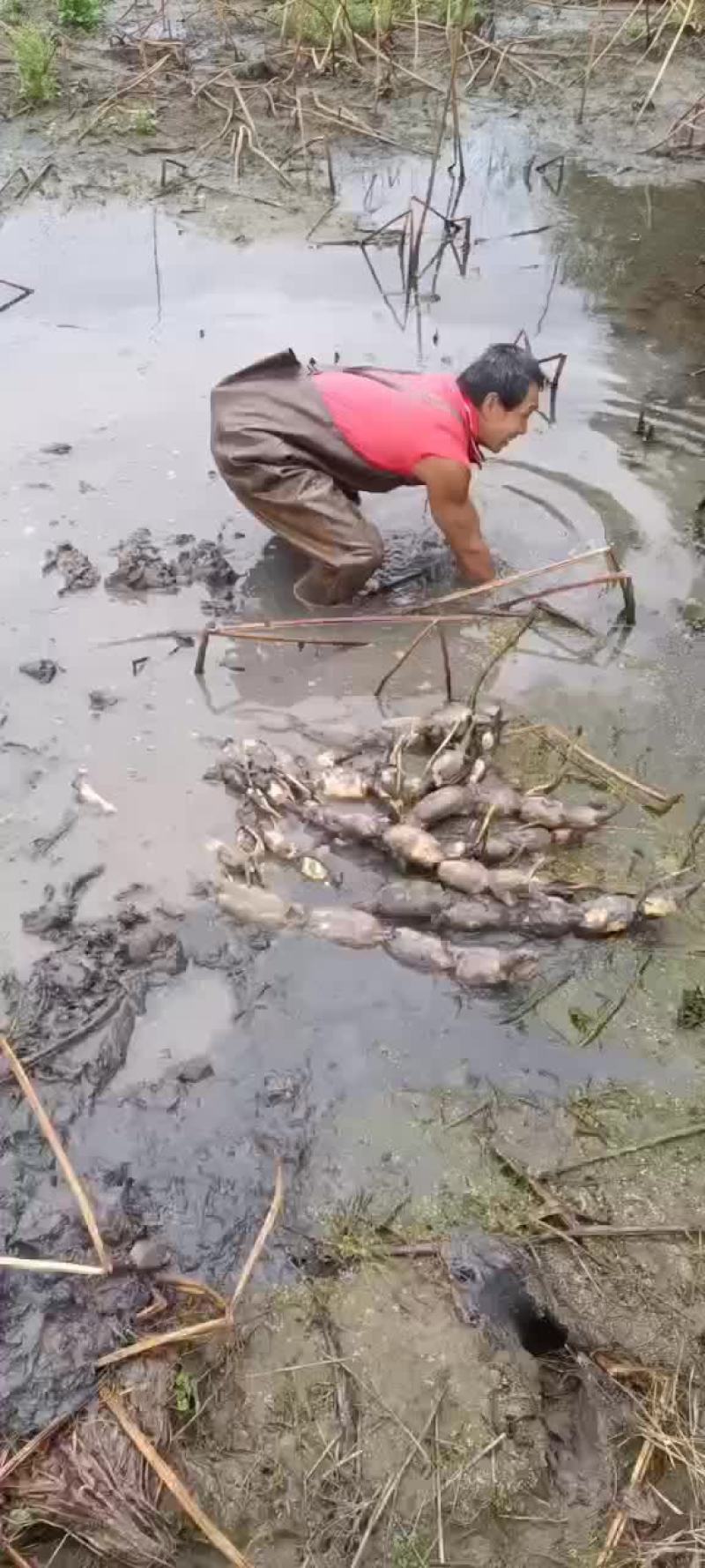 莲藕