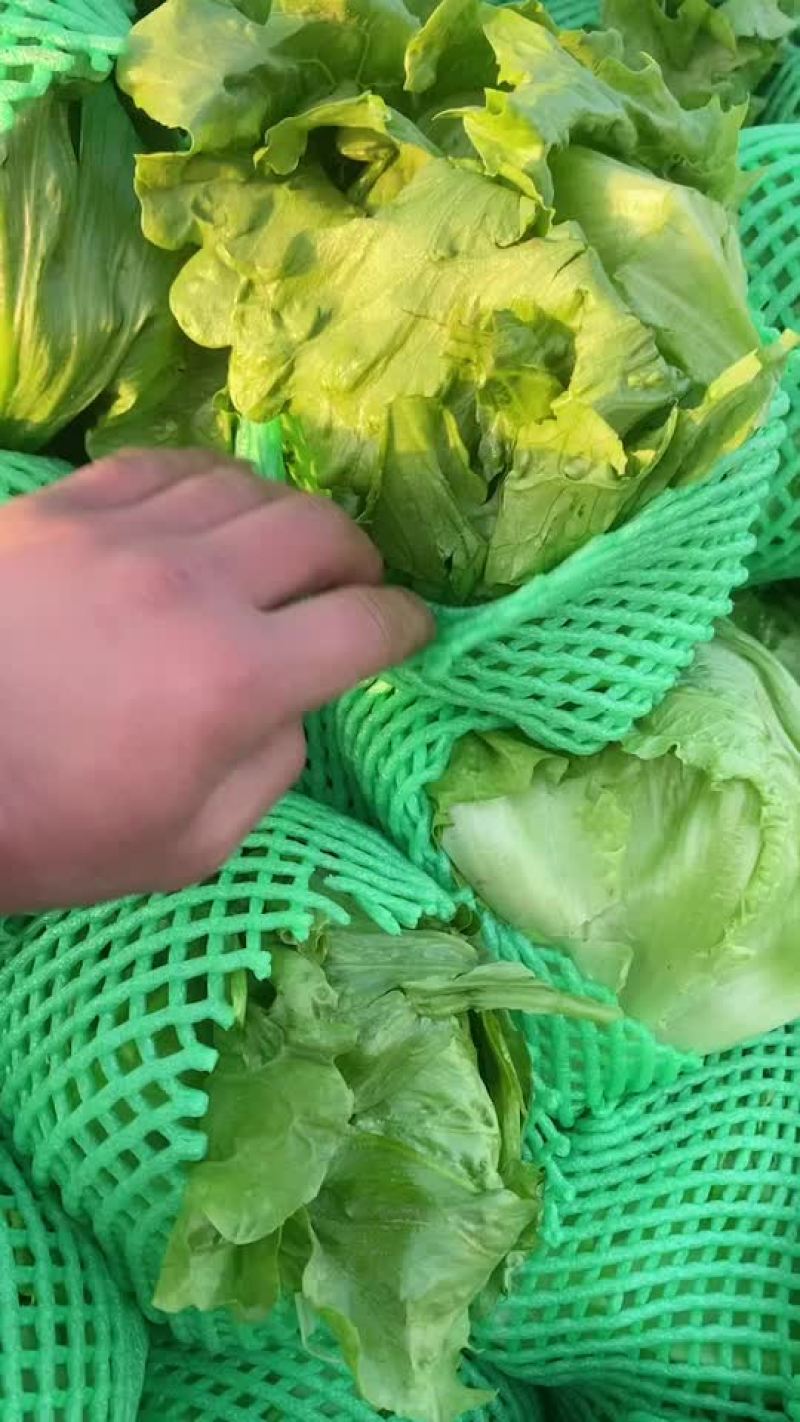 生菜🥬上市，需要的朋友可以联系我
