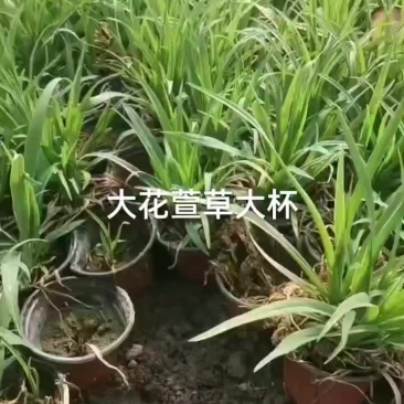 大花萱草大杯