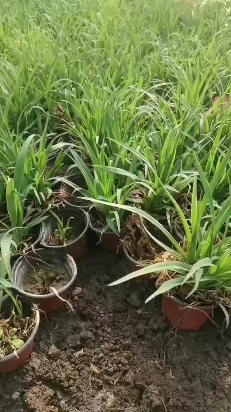 大花萱草大杯