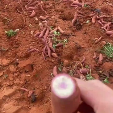 一点红红薯大量供应