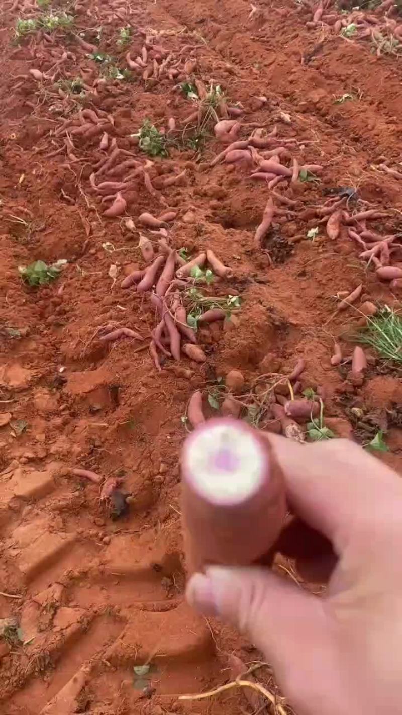 一点红红薯大量供应