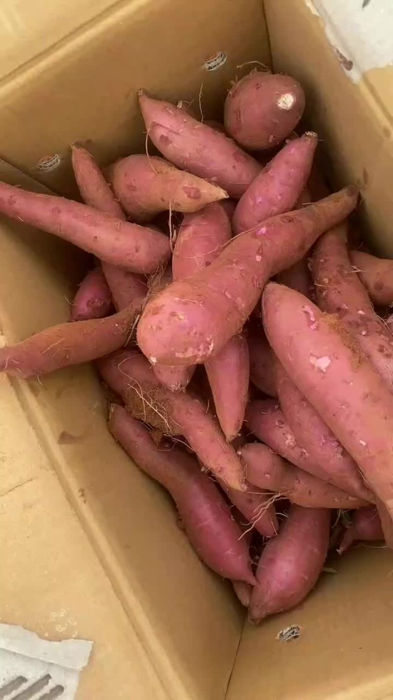 一点红红薯大量供应