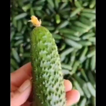 精品玛莎小黄瓜