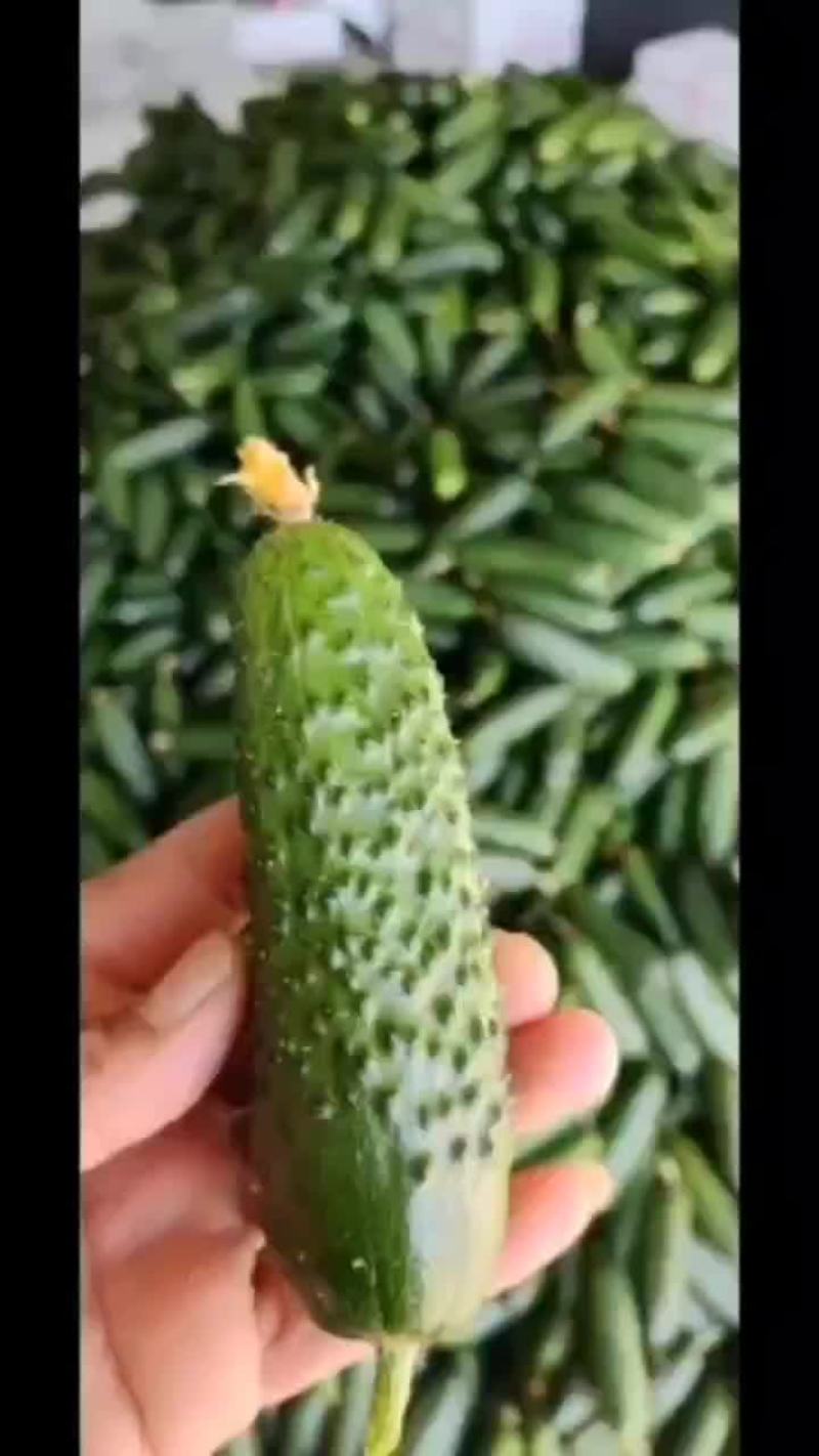 精品玛莎小黄瓜