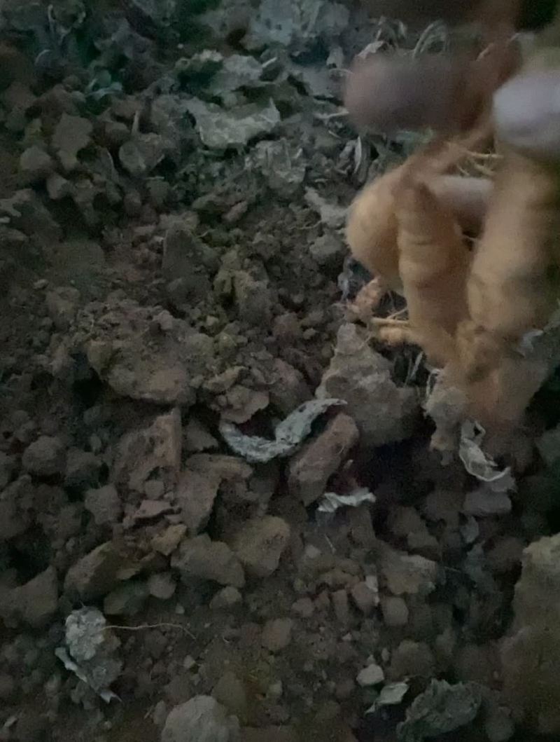 地黄种子